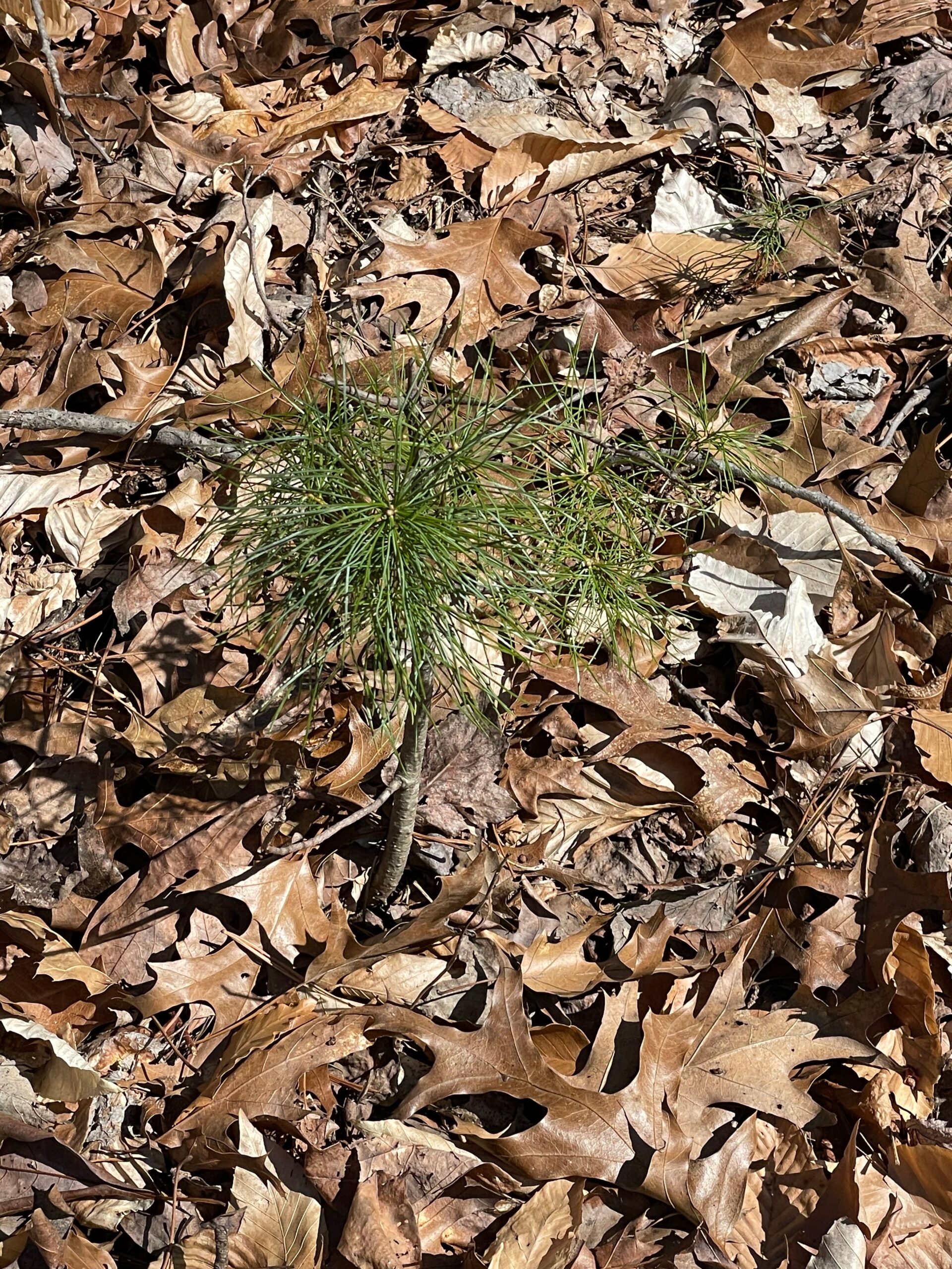 Pine tree growing among fallen leaves