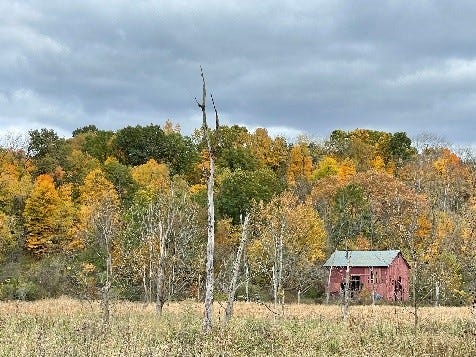 Old barn on the forest edge