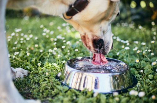 Dog drinking water