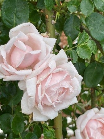 Pink Rose Buds