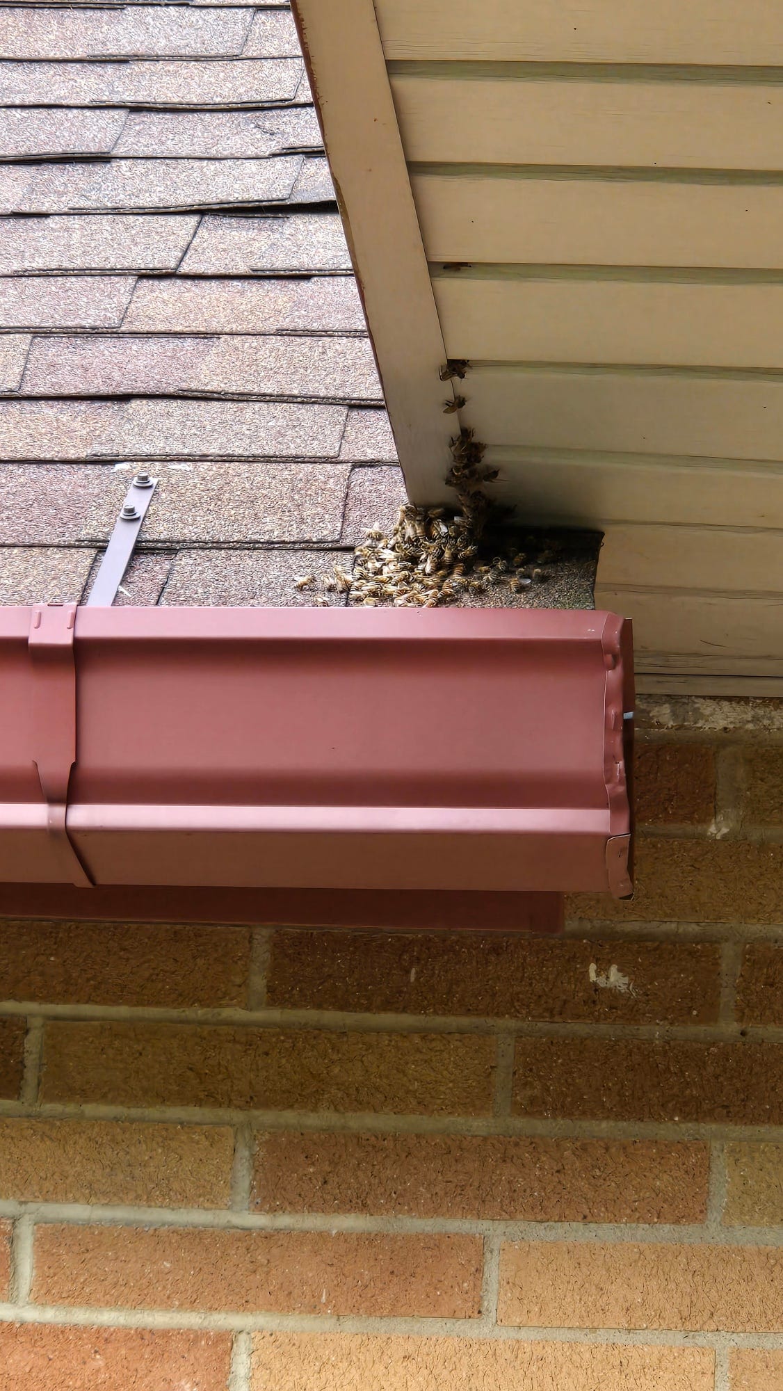 Bees on the roof