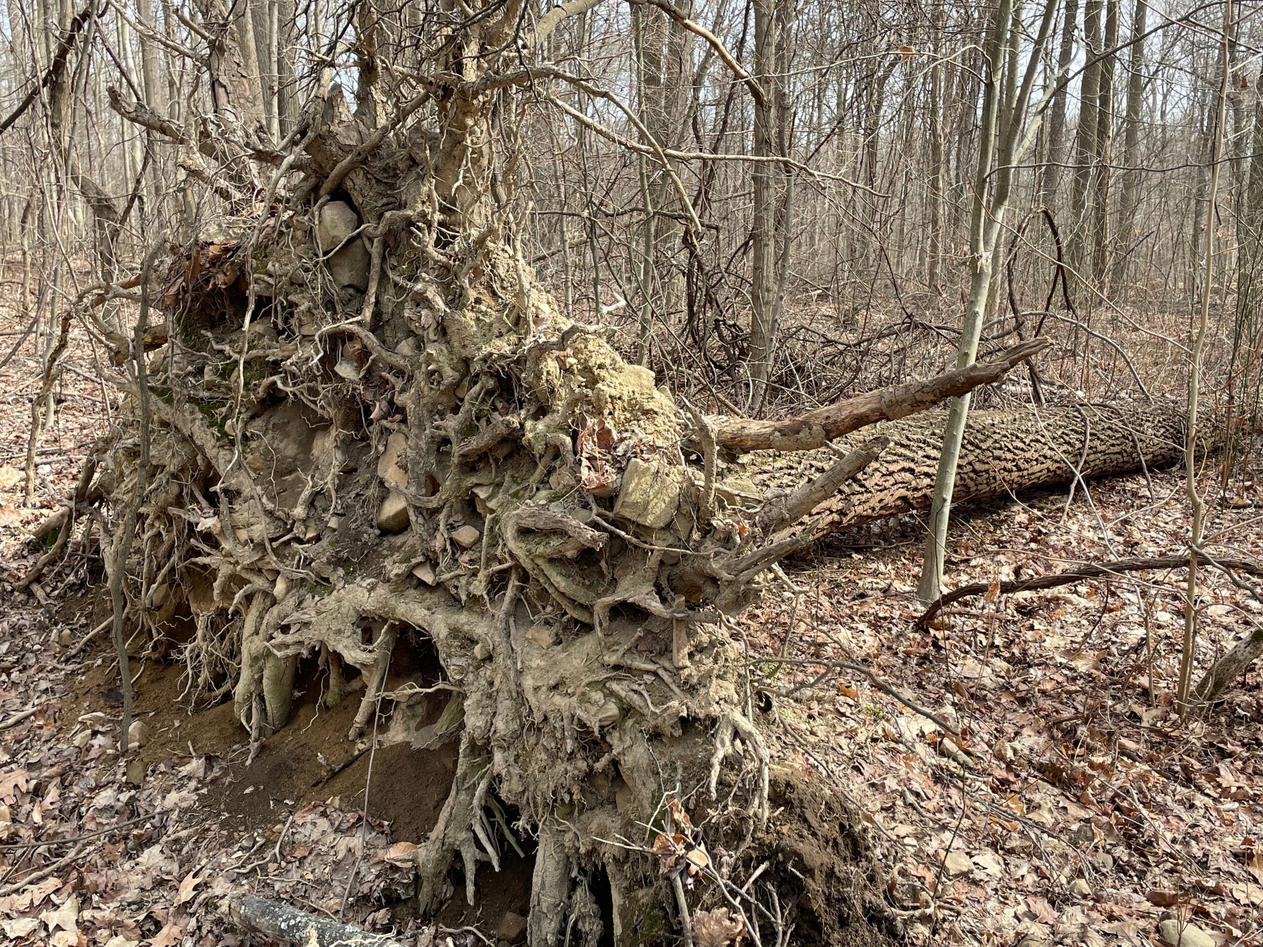 Fallen Tree