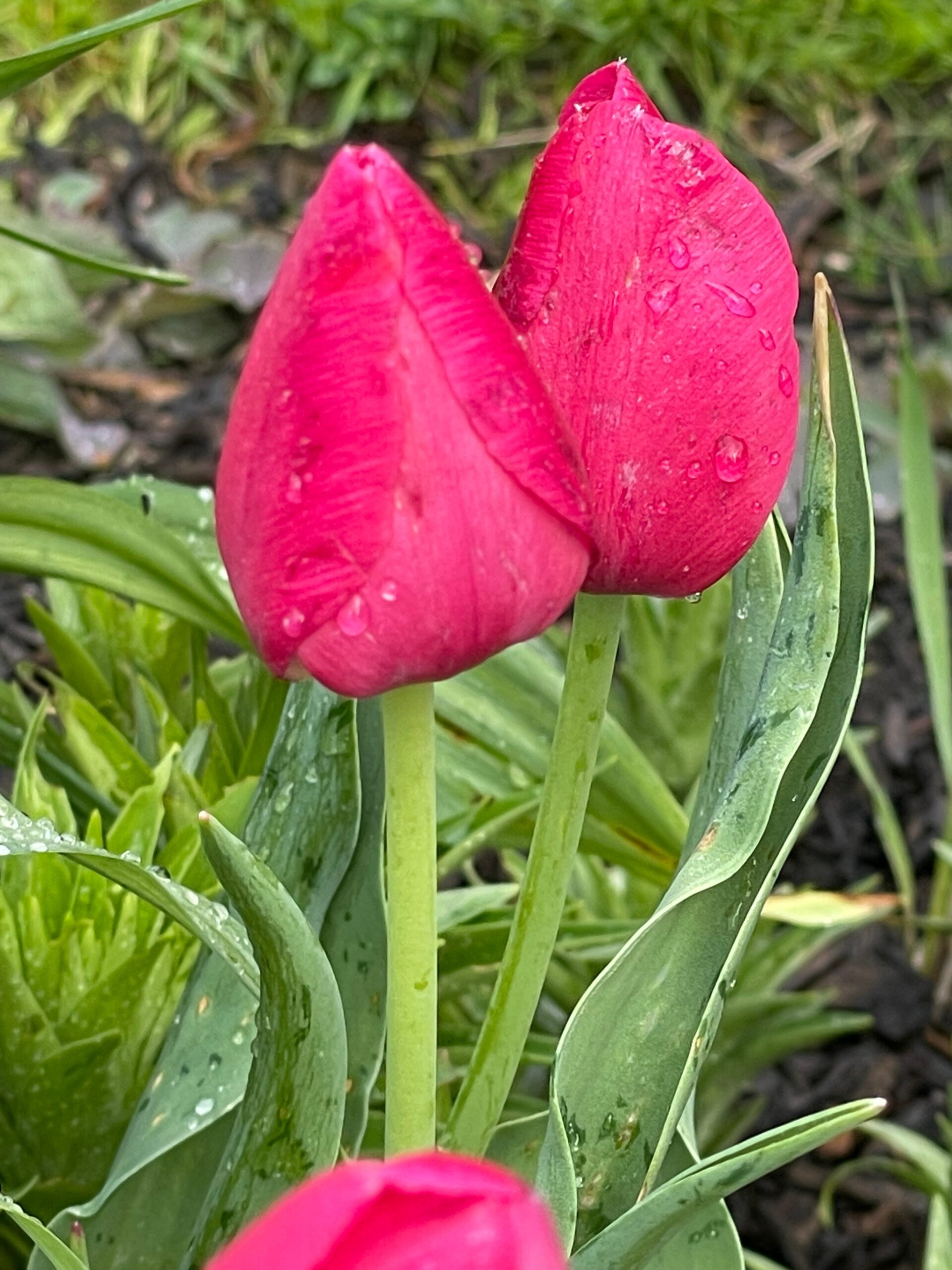 Tulip buds