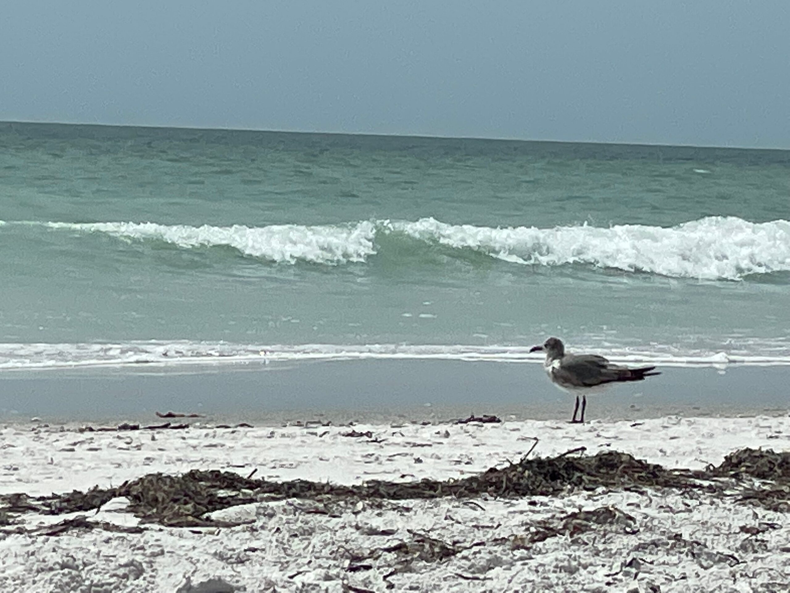 Seagull at the beach