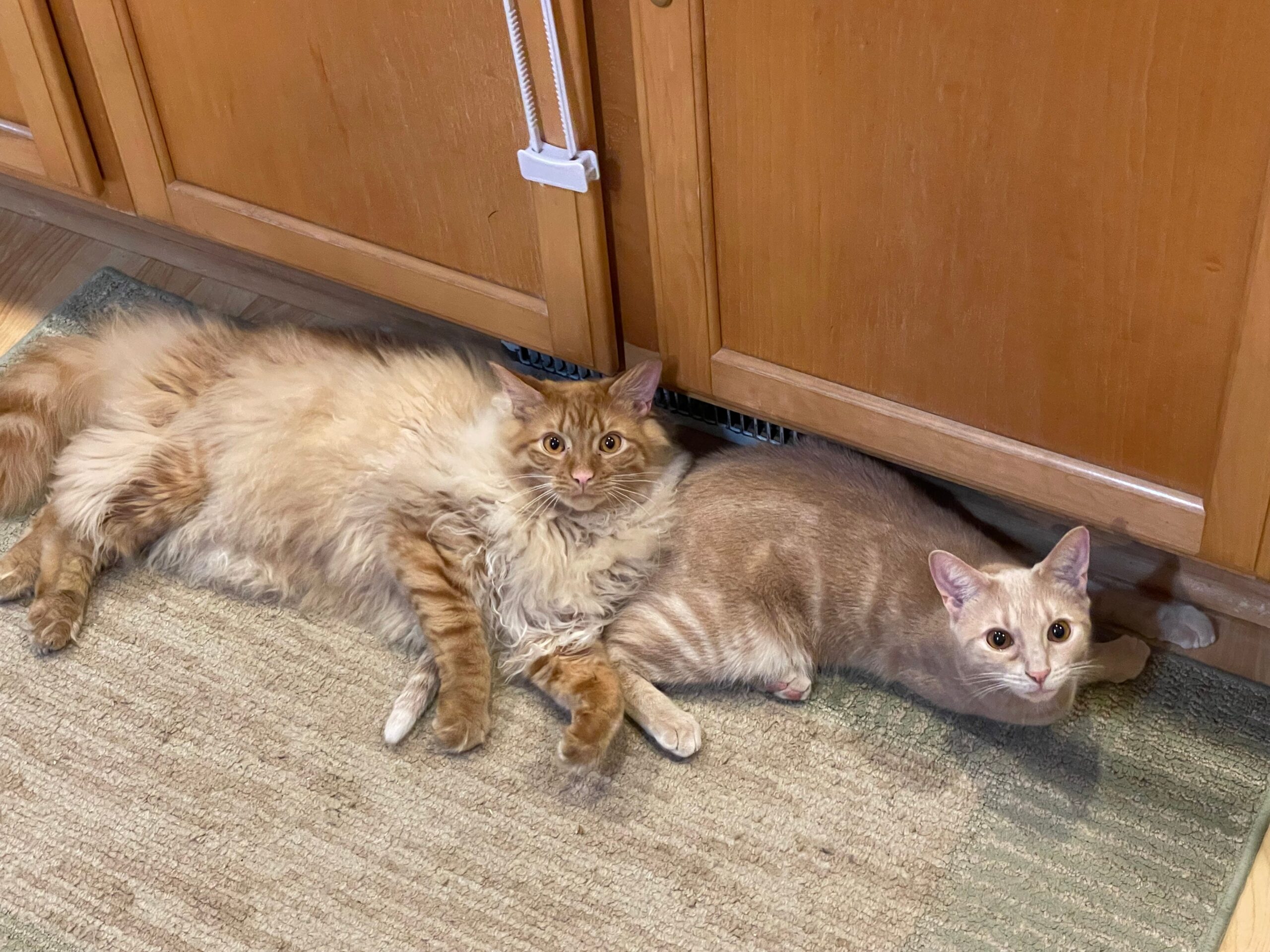 Two cats laying down by the kitchen cabinet