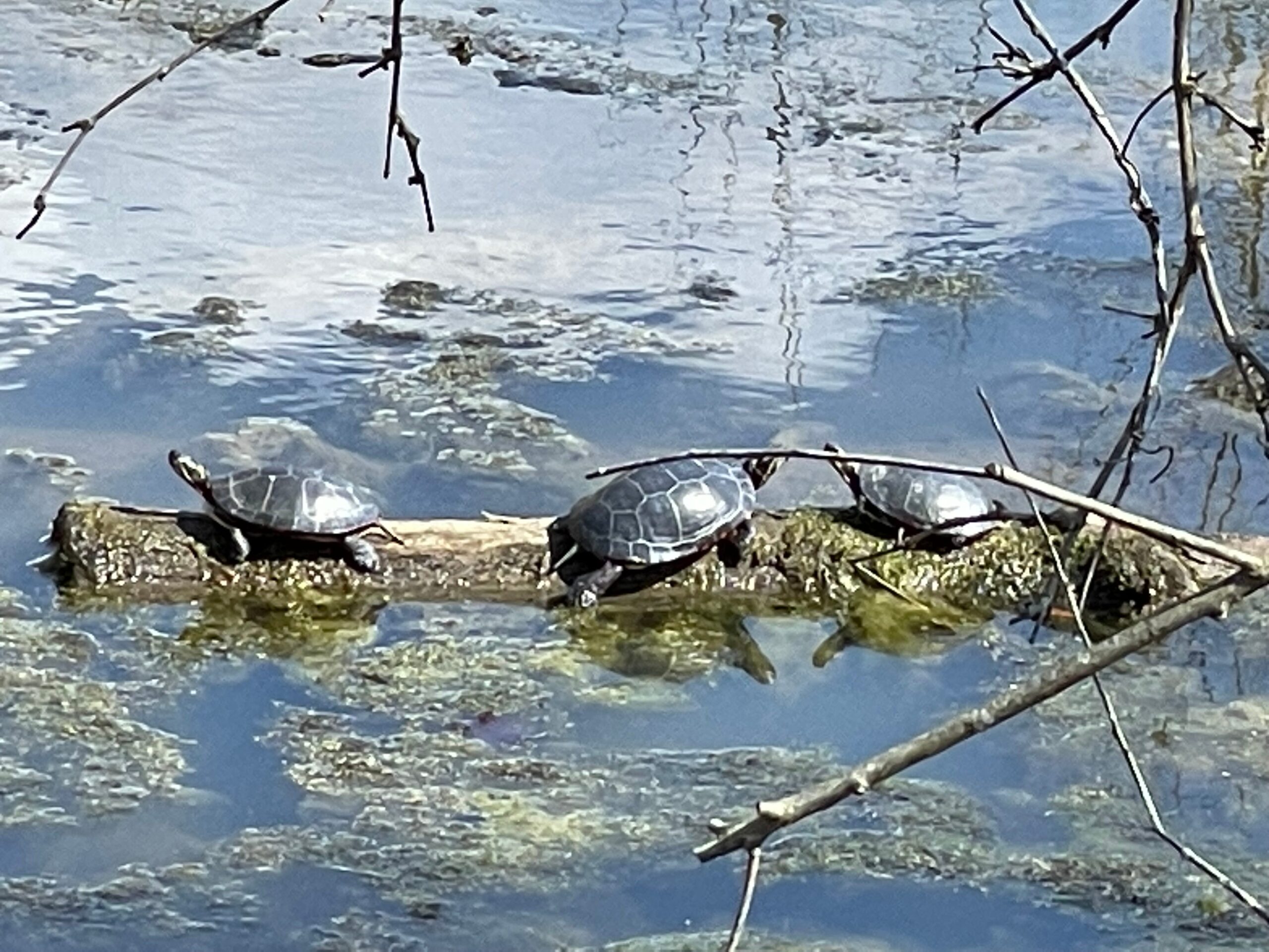 Turtles on a log in a lake