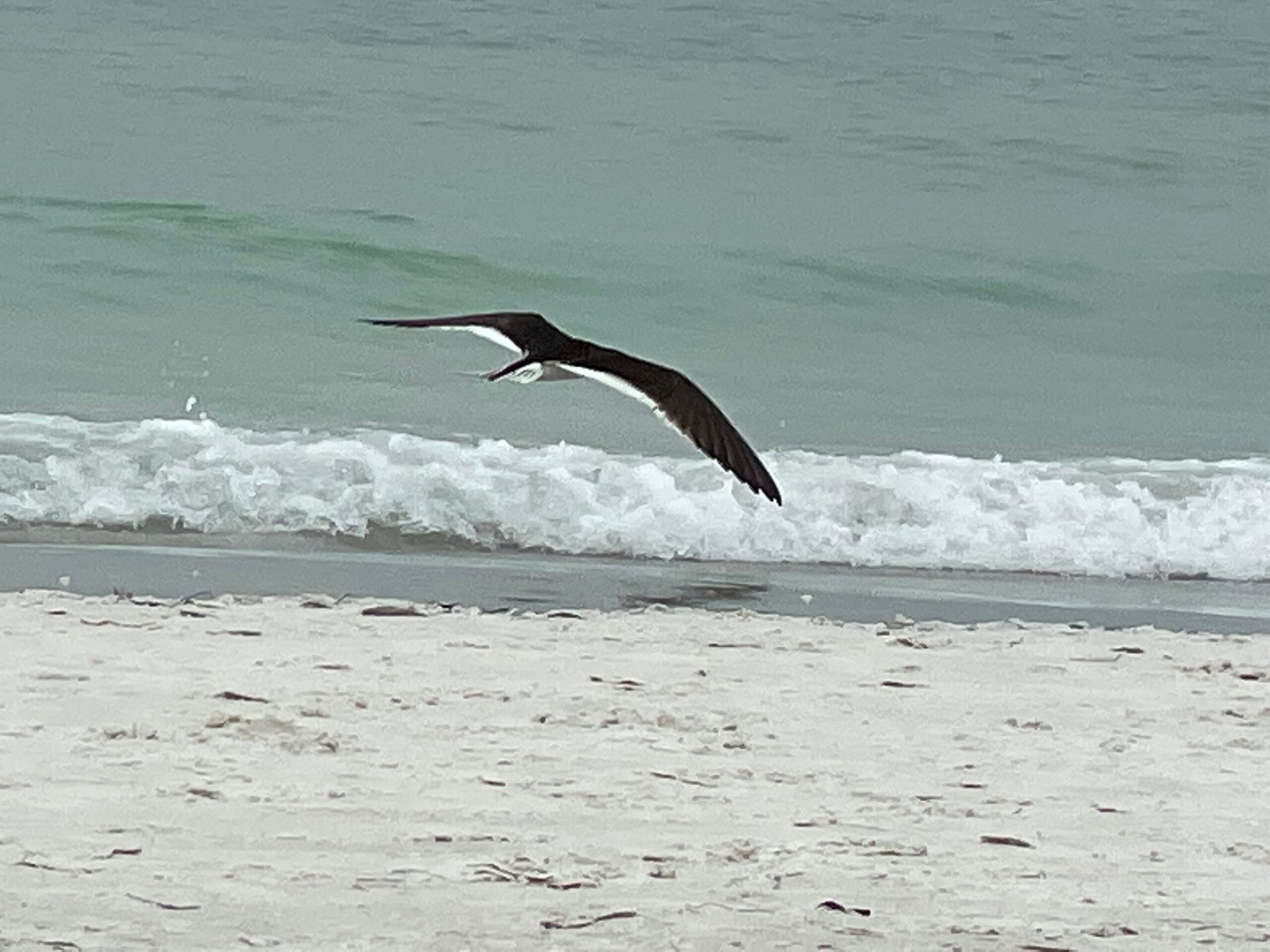 Seagull flying at the beach