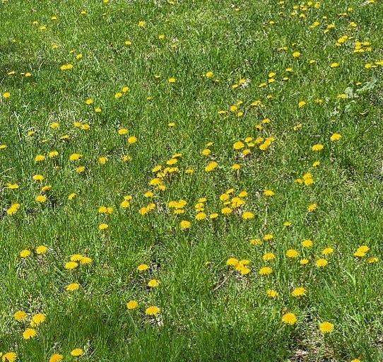 Grass with yellow flowers