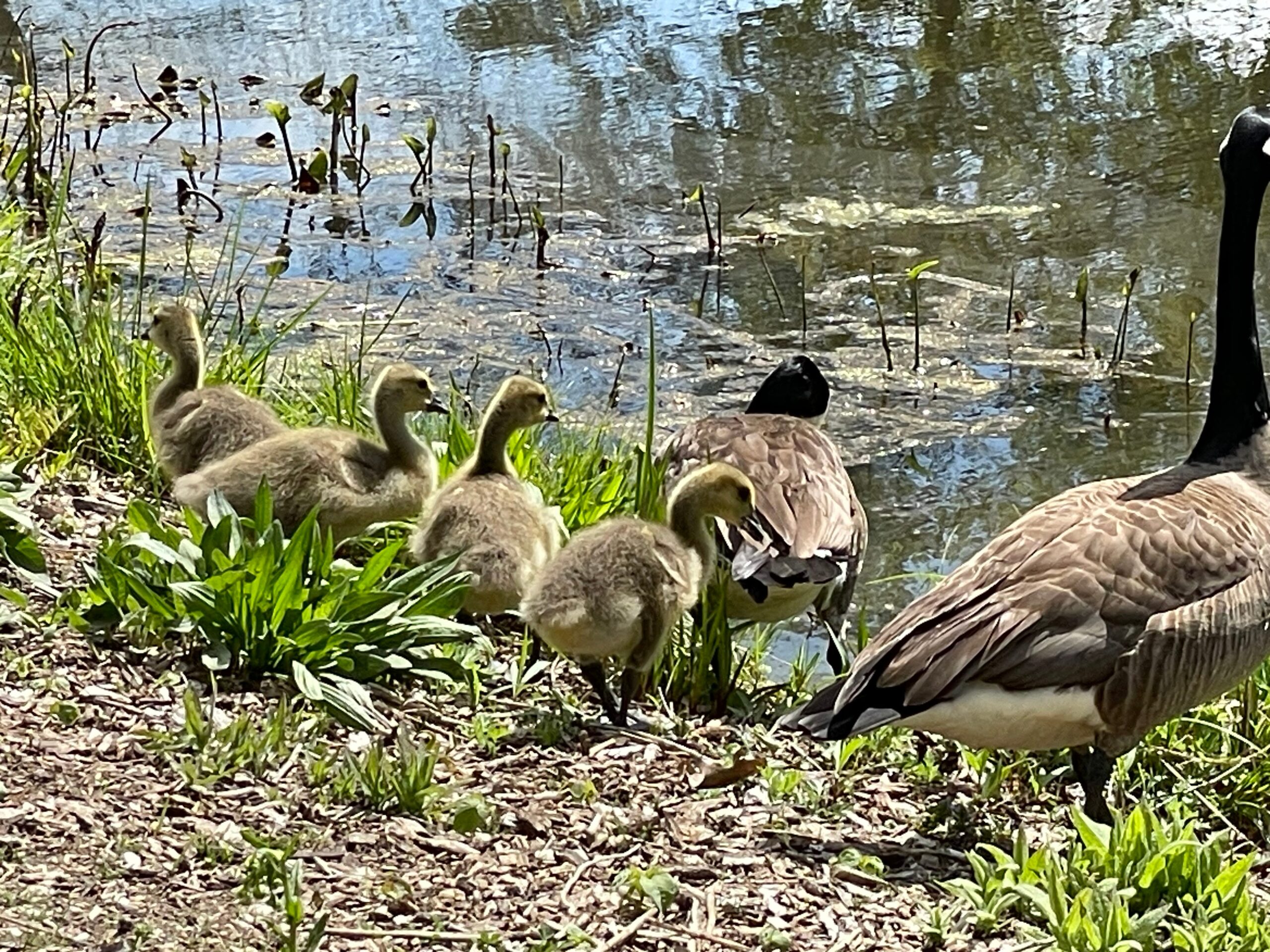 Family of ducks by the edge of the lake