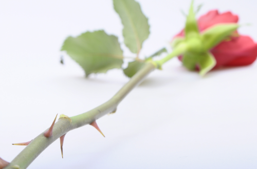 rose with thorns rose with thorns