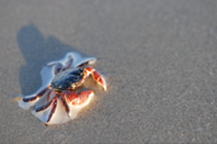 Crab Crab