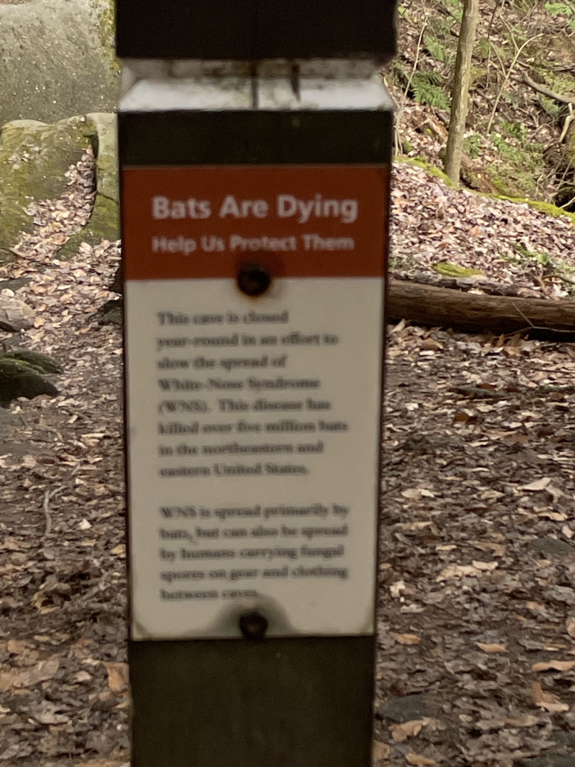 bats bats