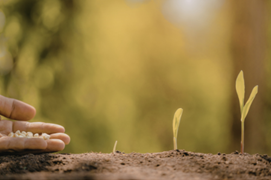 planting seeds