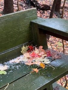 Park bench covered in fallen leaves