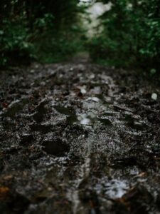 Dark muddy path in the forest