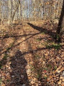 Forest path covered in fallen leaves