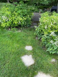 stone path to backyard