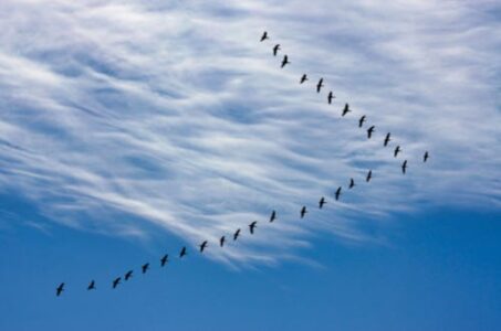 Birds flying in the shape of a V