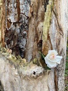 Rose growing on tree stump