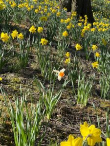 Yellow flowers