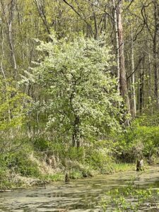 Tree by the lake