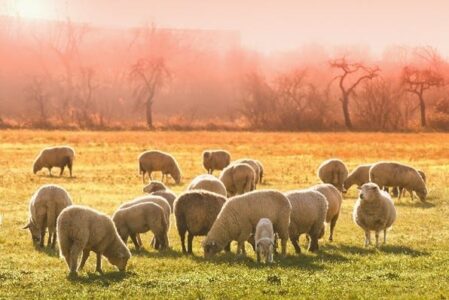 Sheep in the grass