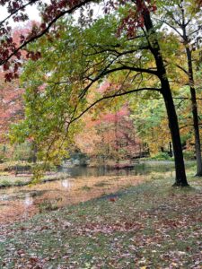 Autumn trees by the lake