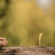 planting seeds