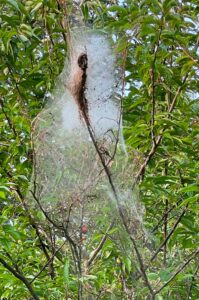 spider webs in the tree