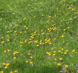 Grass with yellow flowers