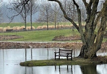 Park bench at the edge of the lake by a tree